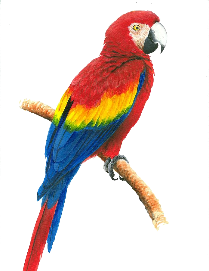 พื้นหลังภาพ PNG Face Macaw