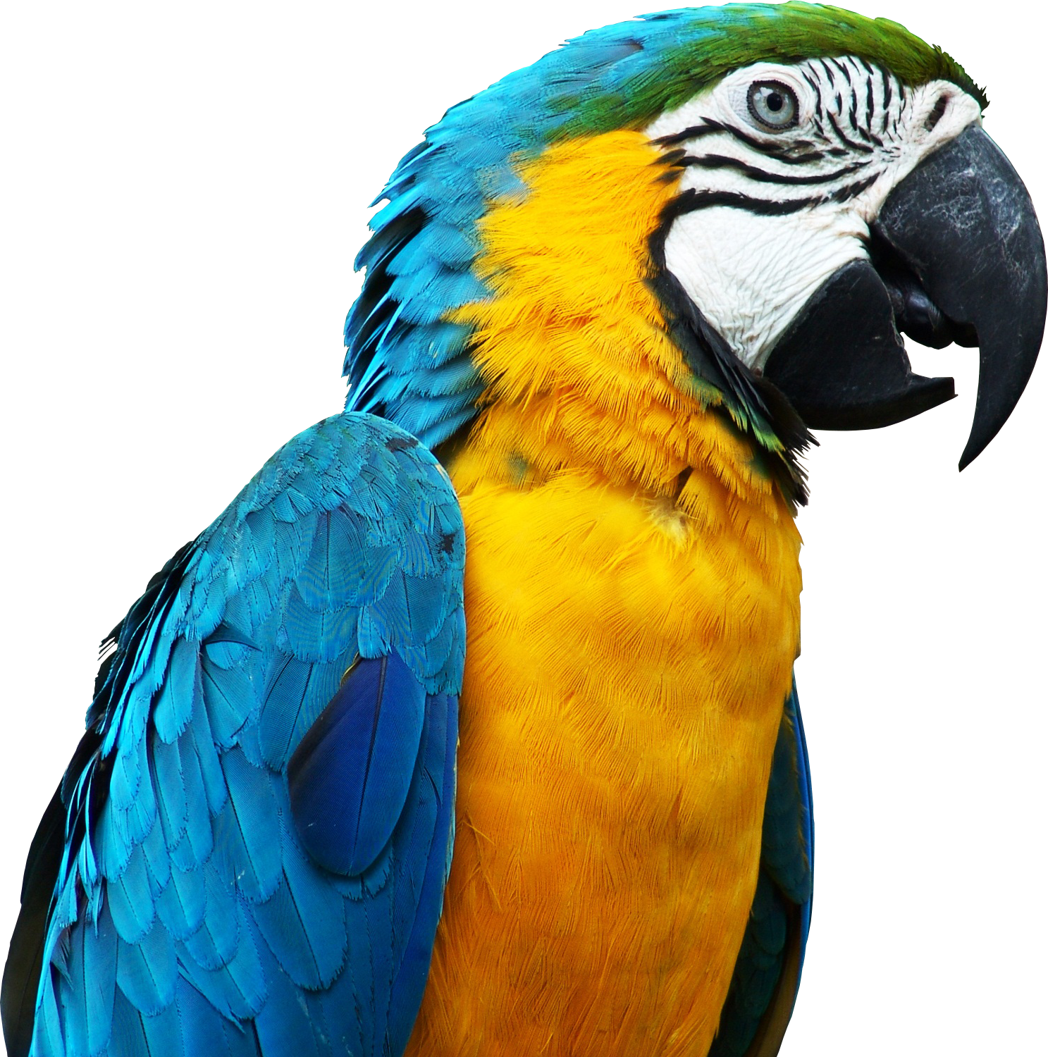 Macaw ใบหน้า PNG Photo