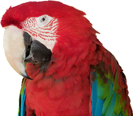 Macaw лицо PNG Pic