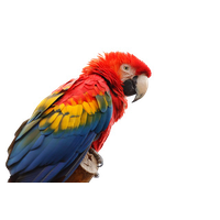 Macaw visage PNG image Transparente image