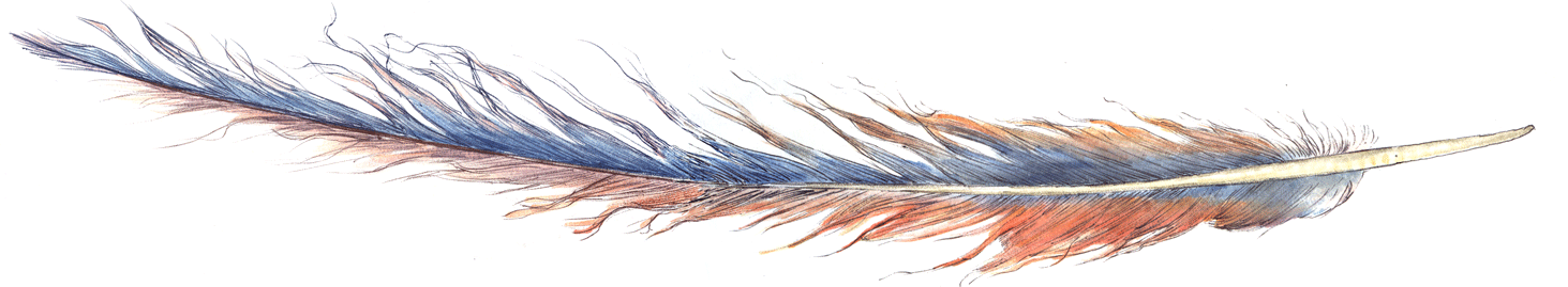 Macaw Feather Free PNG Image