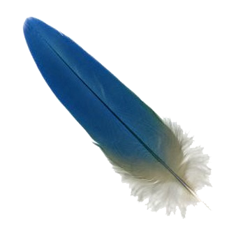 Macaw Feather PNG Télécharger limage