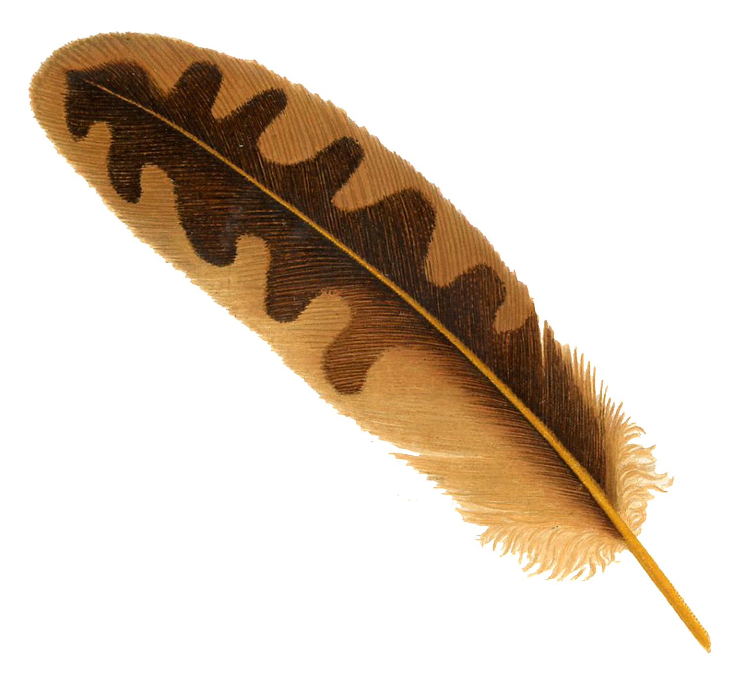 Macaw Feather PNG Free Download