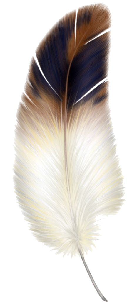 Macaw Feather PNG Transparent Image
