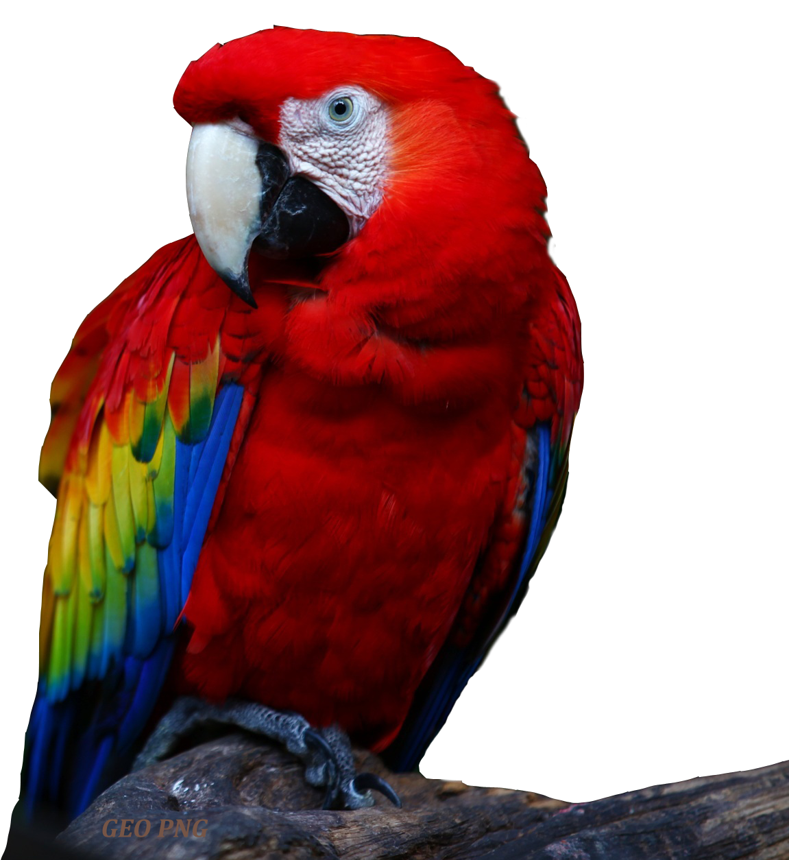 Image de téléchargement macaw PNG