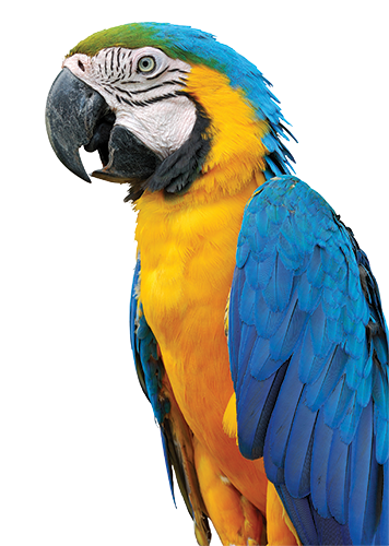 Image PNG macaw de haute qualité