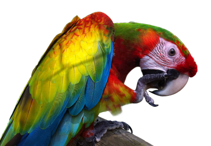 Image PNG macaw avec fond Transparent