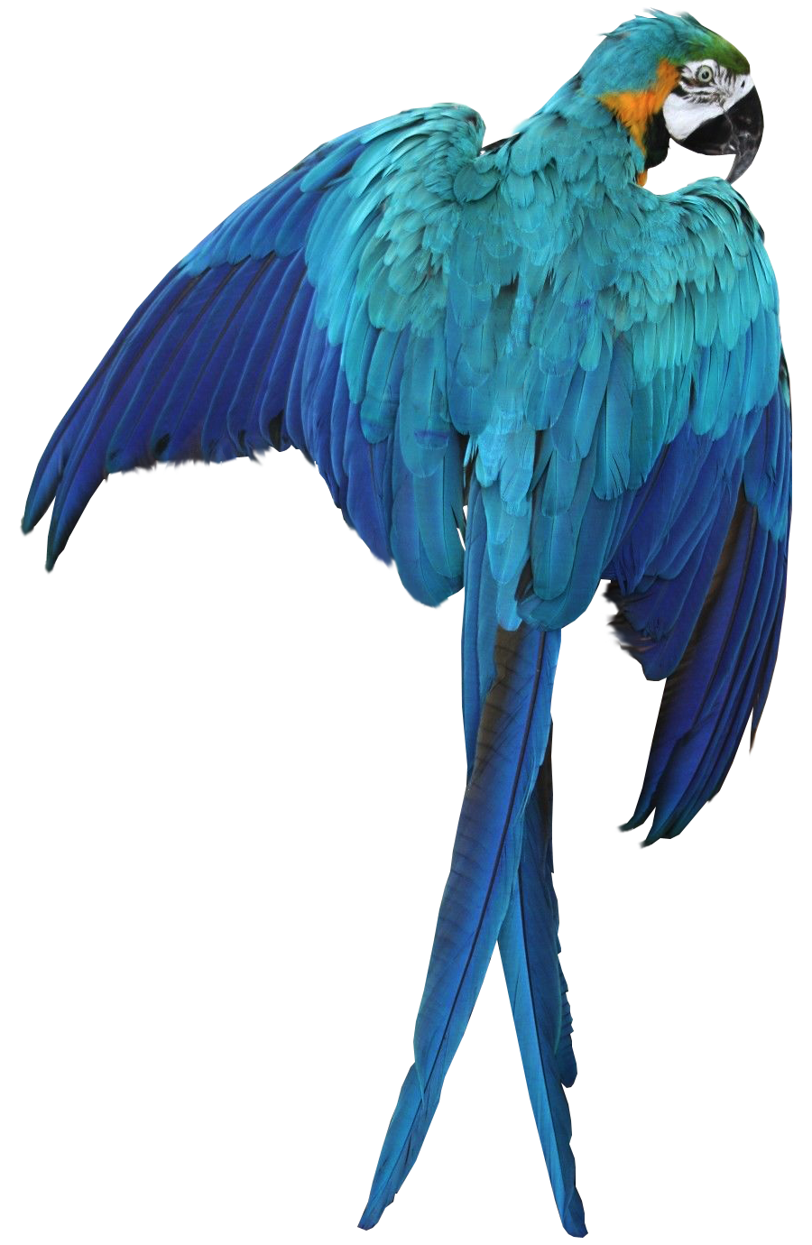 Macaw PNG Pic