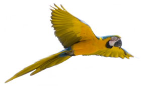 Macaw PNG Transparent Image