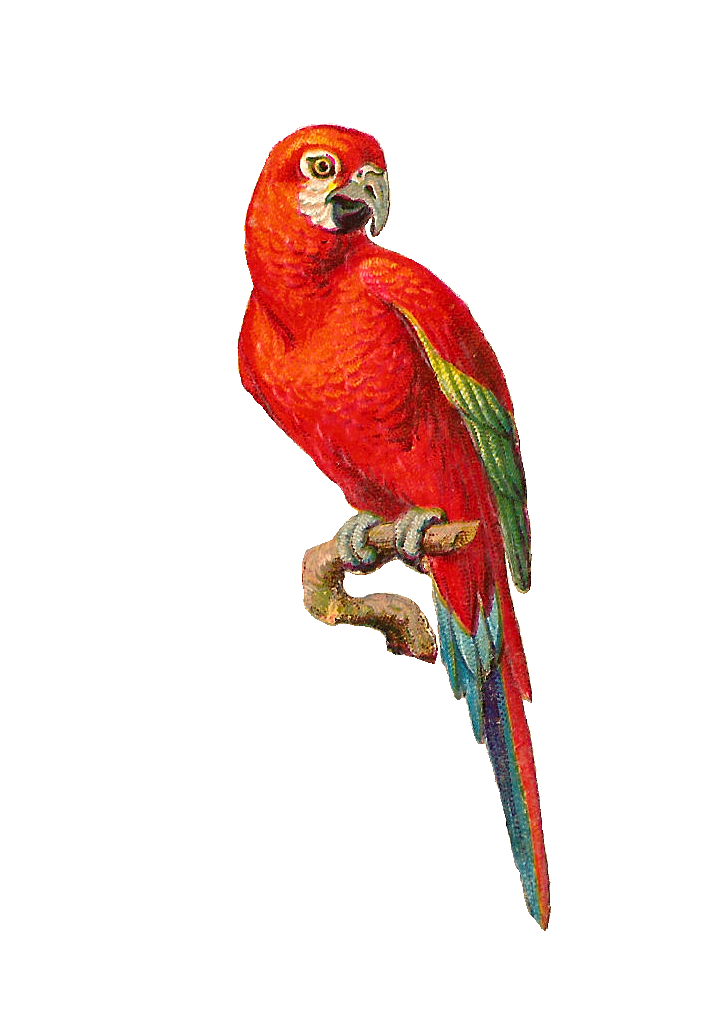AWAW Parrot PNG Высококачественное изображение