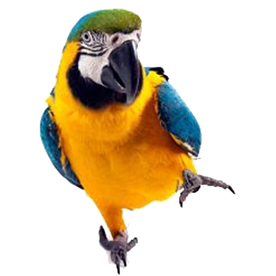 Macaw Parrot PNG Background ng Imahe