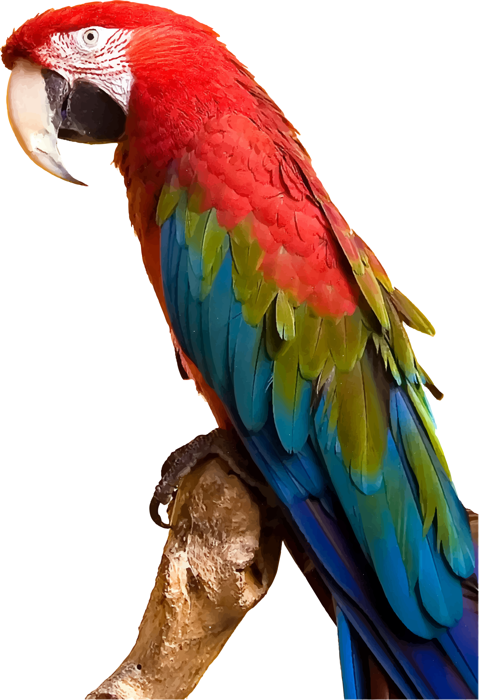 Photo PNG PARROT MAAW