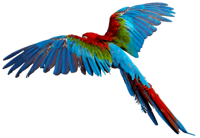 Macaw Parrot PNG image