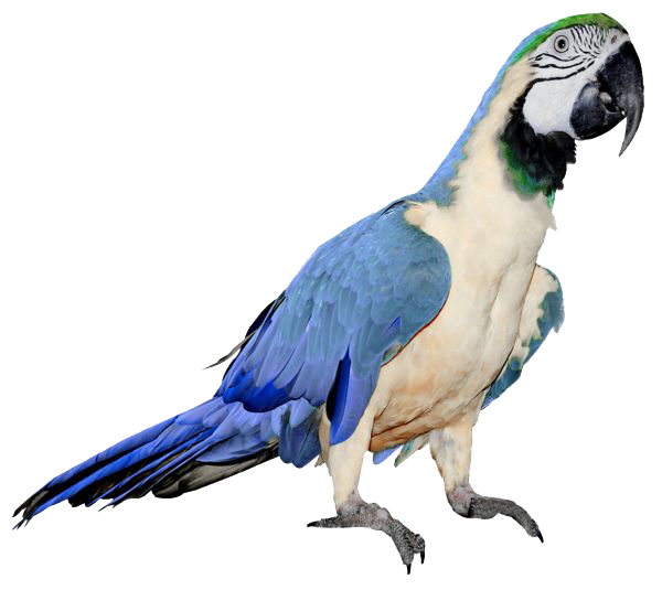 Macaw Parrot PNG Transparent Image
