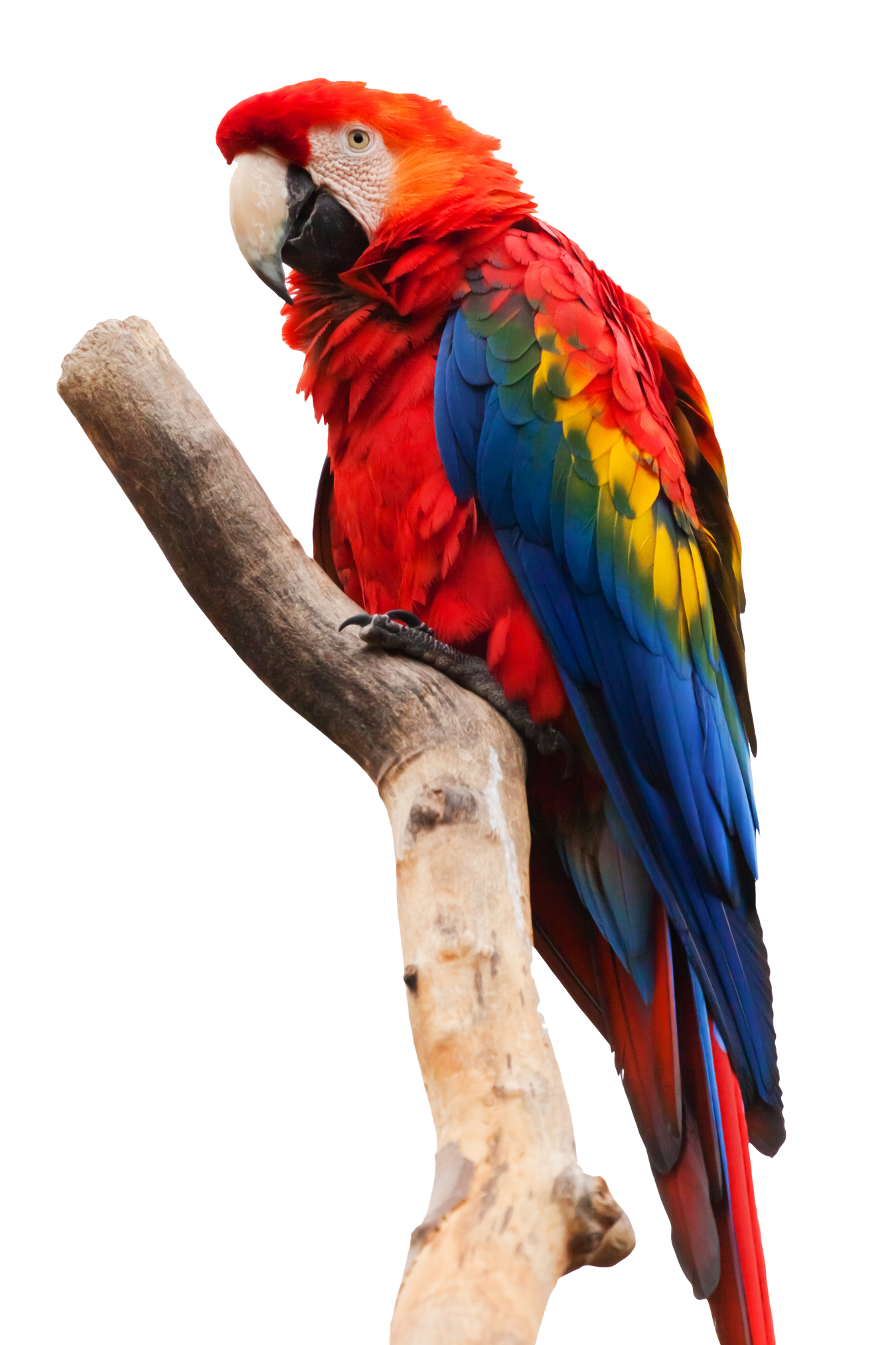 Macaw Parrot พื้นหลังโปร่งใส PNG
