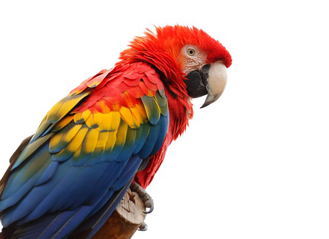 Image Transparente parroquet macaw