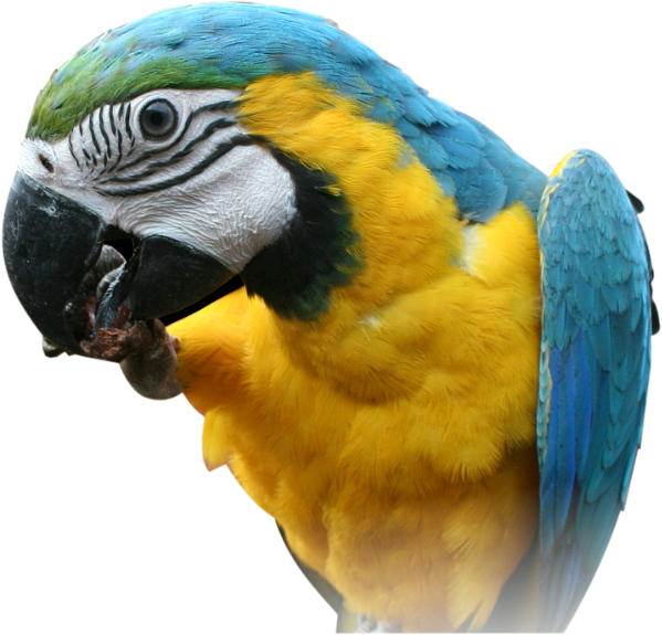 Images Transparentes perroquet macaw