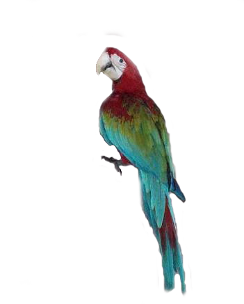 Macaw Transparent Images
