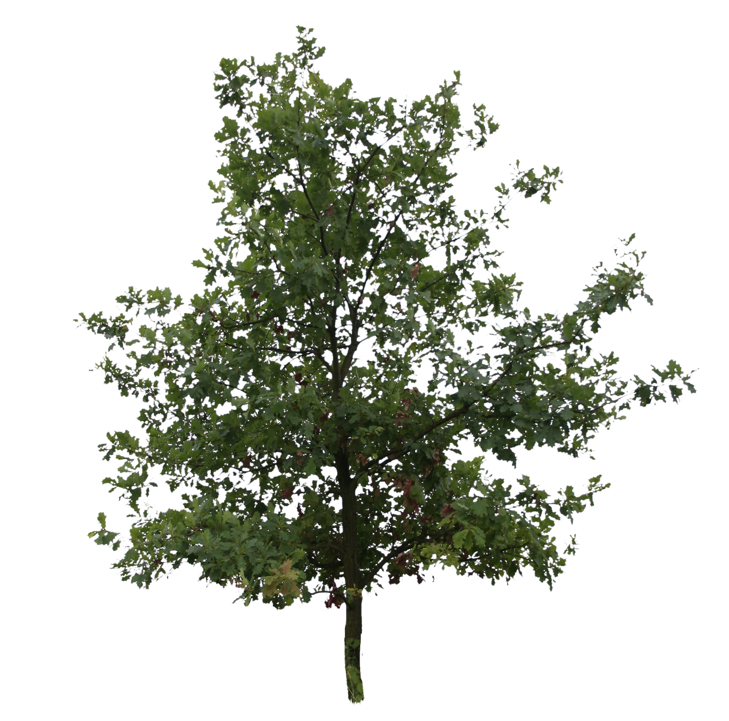 Oak Tree Transparent Background