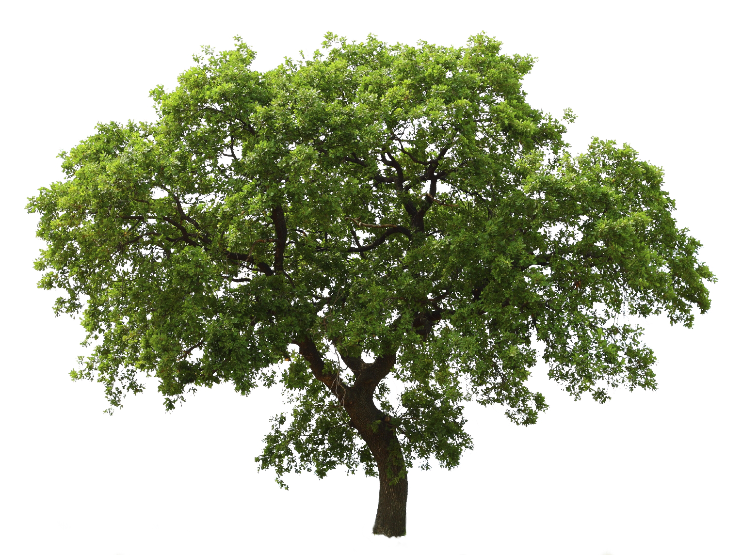 Gambar PNG Pohon Oak Gratis