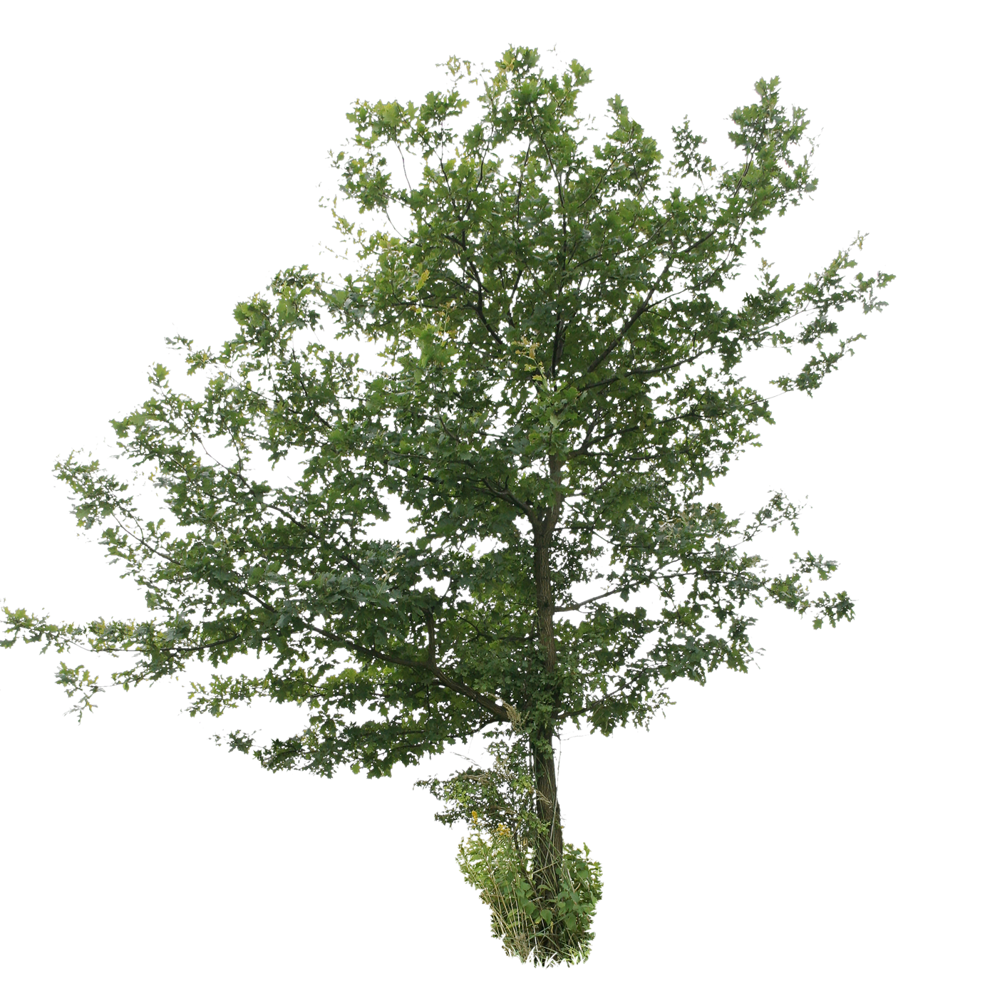Oak Tree PNG Unduh Image