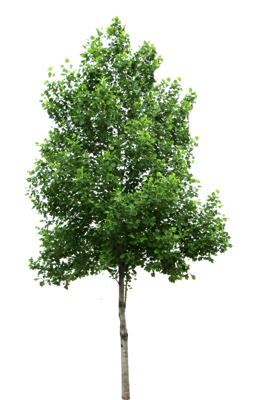 Oak Tree PNG High-Quality Image