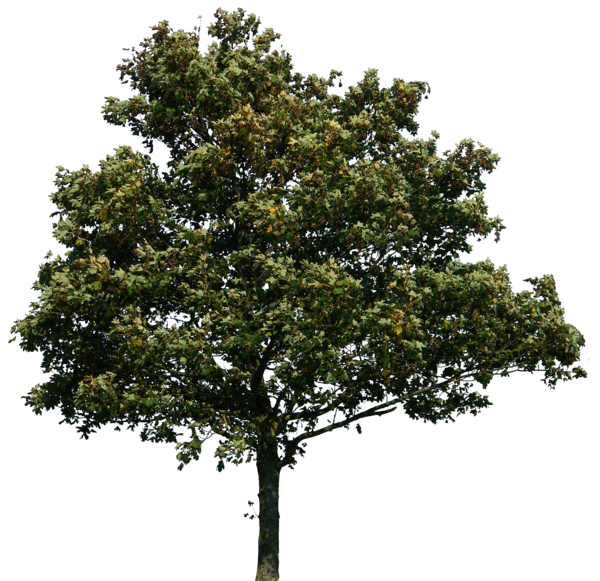 Sfondo immagine PNG albero di quercia