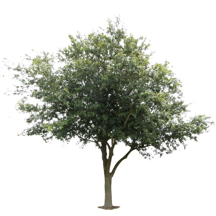 Oak 나무 PNG 이미지