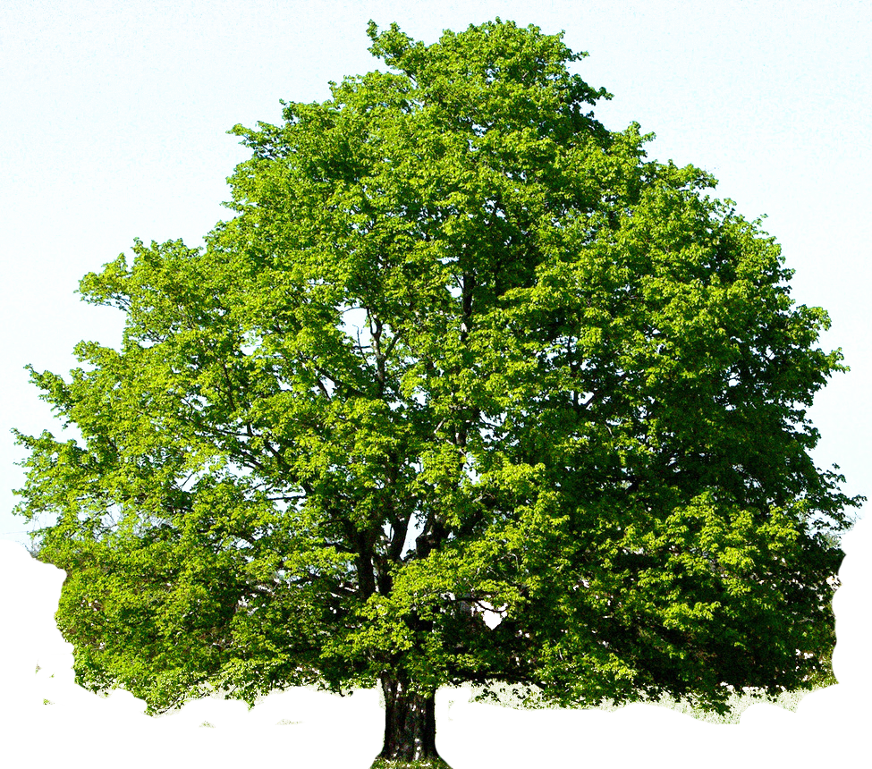 شجرة البلوط PNG