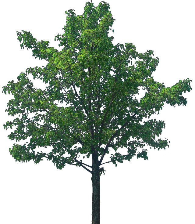 Дубовое дерево PNG прозрачное изображение
