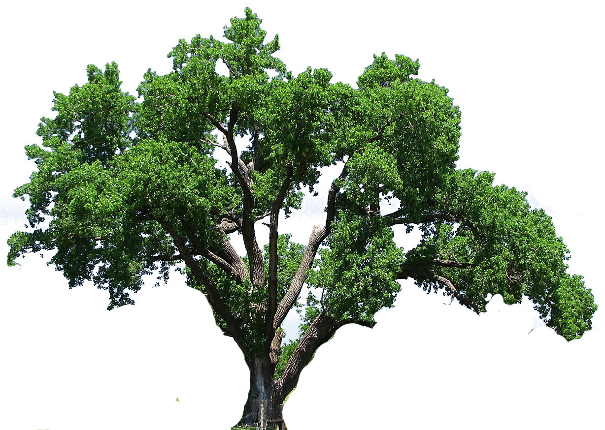 Oak 나무 투명 이미지