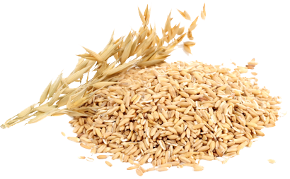 Oats PNG Imahe Background