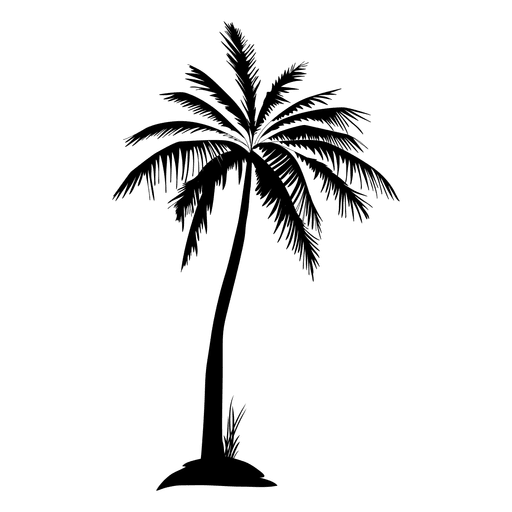 Palm PNG Download Afbeelding