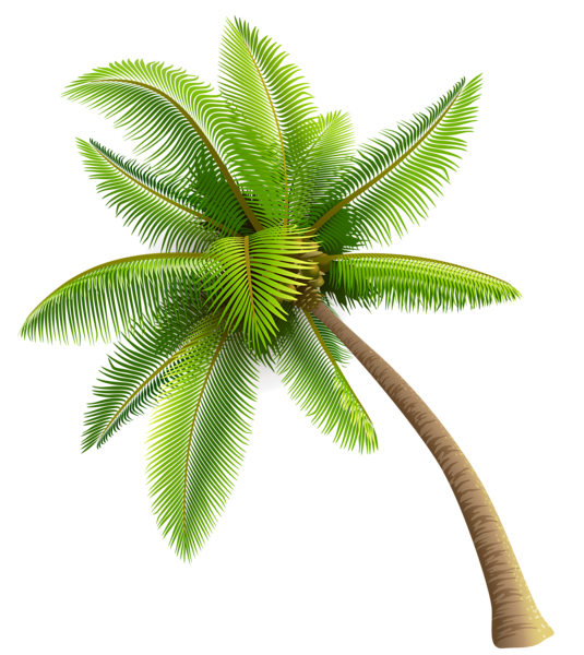 Palm PNG High-Quality Image