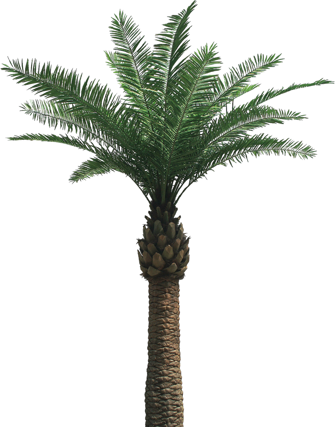 Palm PNG изображение с прозрачным фоном