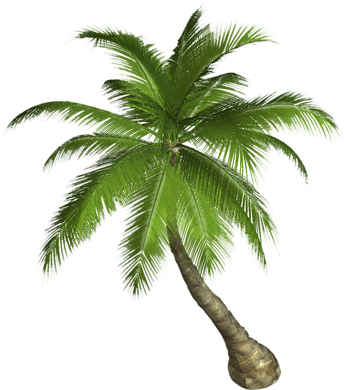 Palm PNG Photo