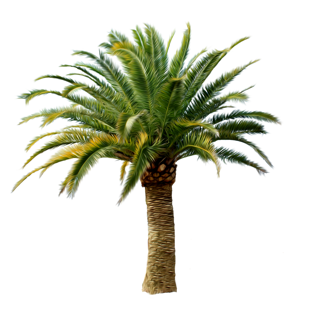 Palm PNG Picture