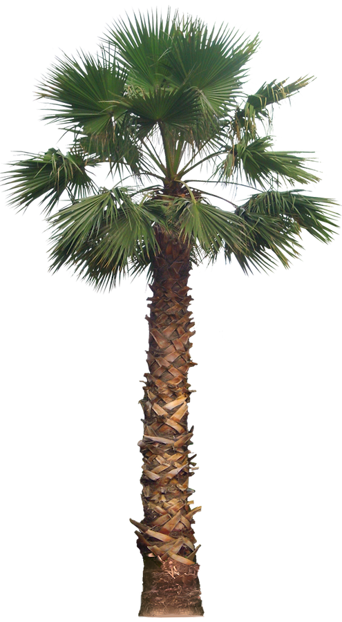 Palm PNG прозрачное изображение