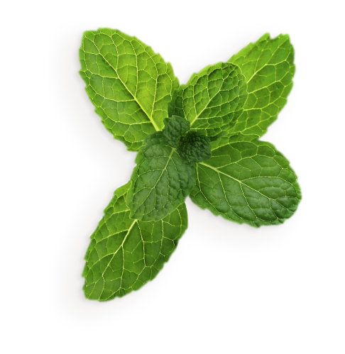 Peppermint Free PNG Image