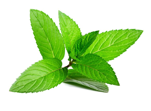 Peppermint PNG Background Image