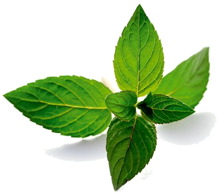 Peppermint PNG Download Image
