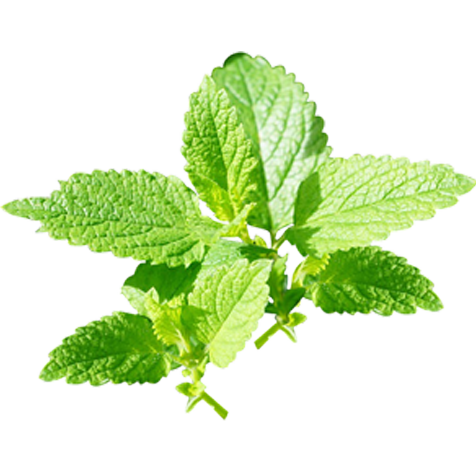 Peppermint PNG Image Background