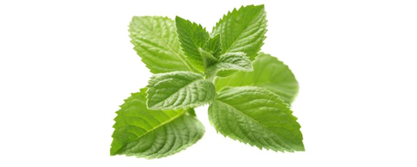 Peppermint PNG Image With Transparent Background