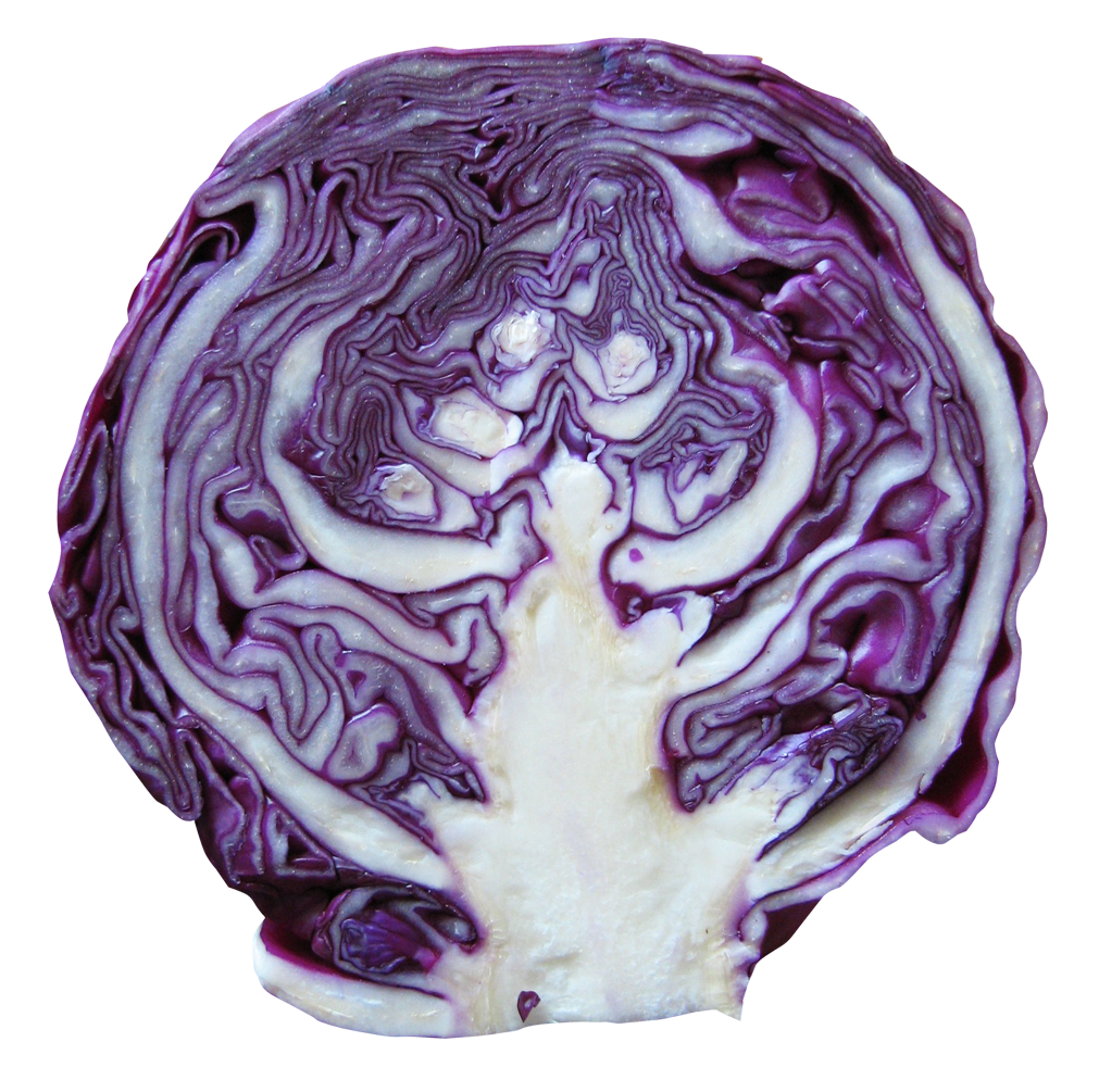 Imagen PNG púrpura de la col