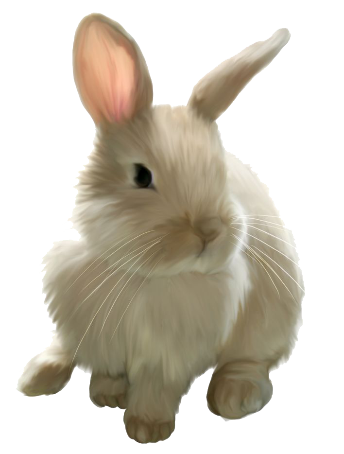 Rabbit Bunny Gratis PNG Gambar