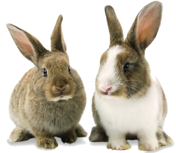 Rabbit Bunny PNG Background Image