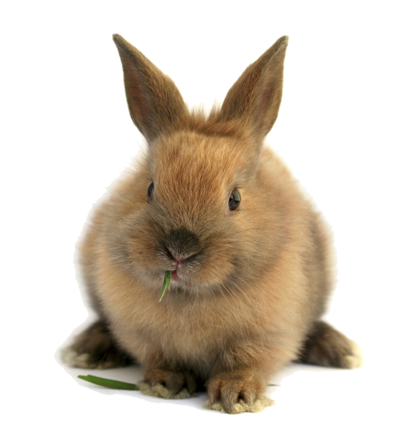 Rabbit Bunny PNG Download Image