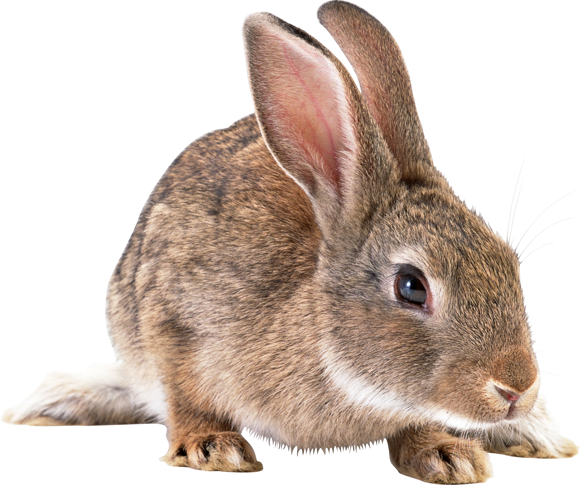 الأرنب الأرنب PNG الموافقة المسبقة عن علم