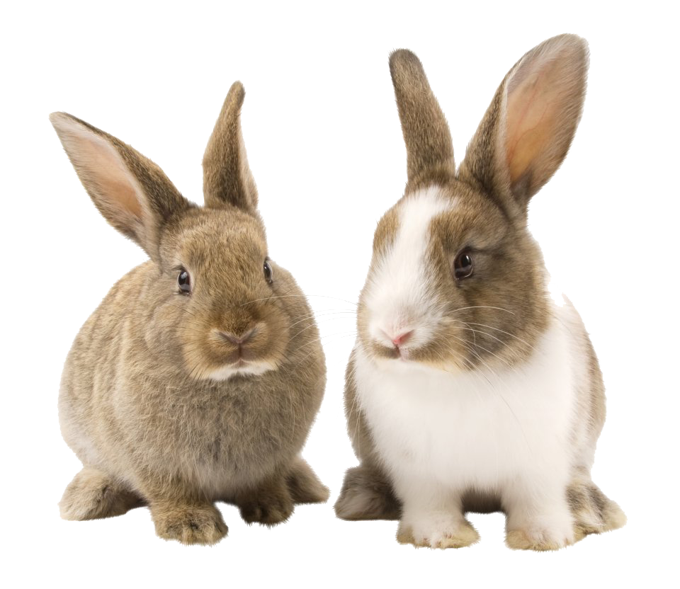 Rabbit Bunny PNG Picture