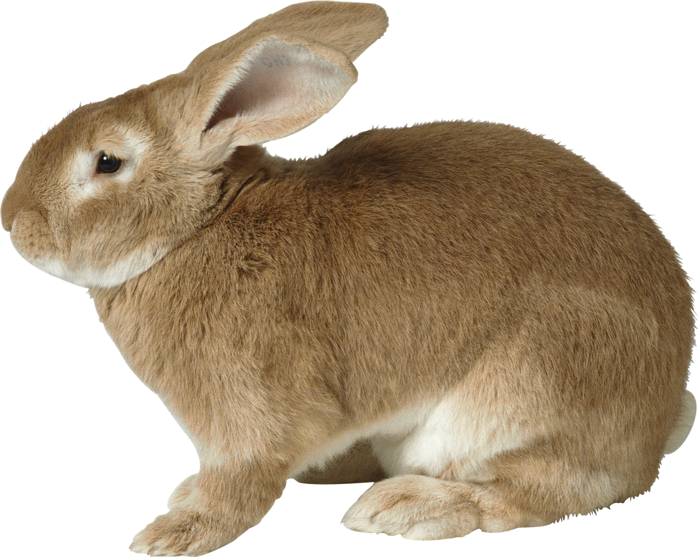 Kaninchen-Bunny PNG-transparentes Bild